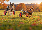 Dog running in a Charly Wheels wheelchair