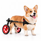 Corgi in a Charly Wheels dog wheelchair