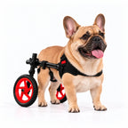 French Bulldog walking in his Charly Wheels wheelchair