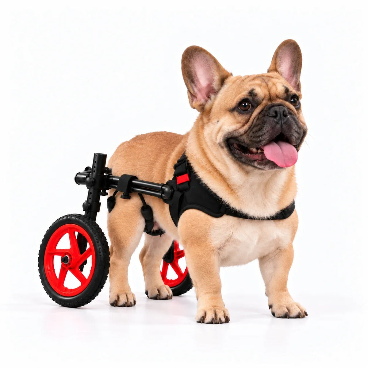 French Bulldog walking in his Charly Wheels wheelchair