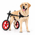 Labrador in a Charly Wheels dog wheelchair