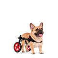 Small dog wheelchair for back legs — French Bulldog