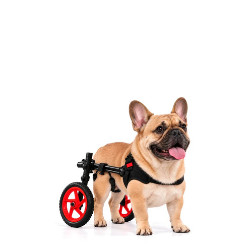 Small dog wheelchair for back legs — French Bulldog